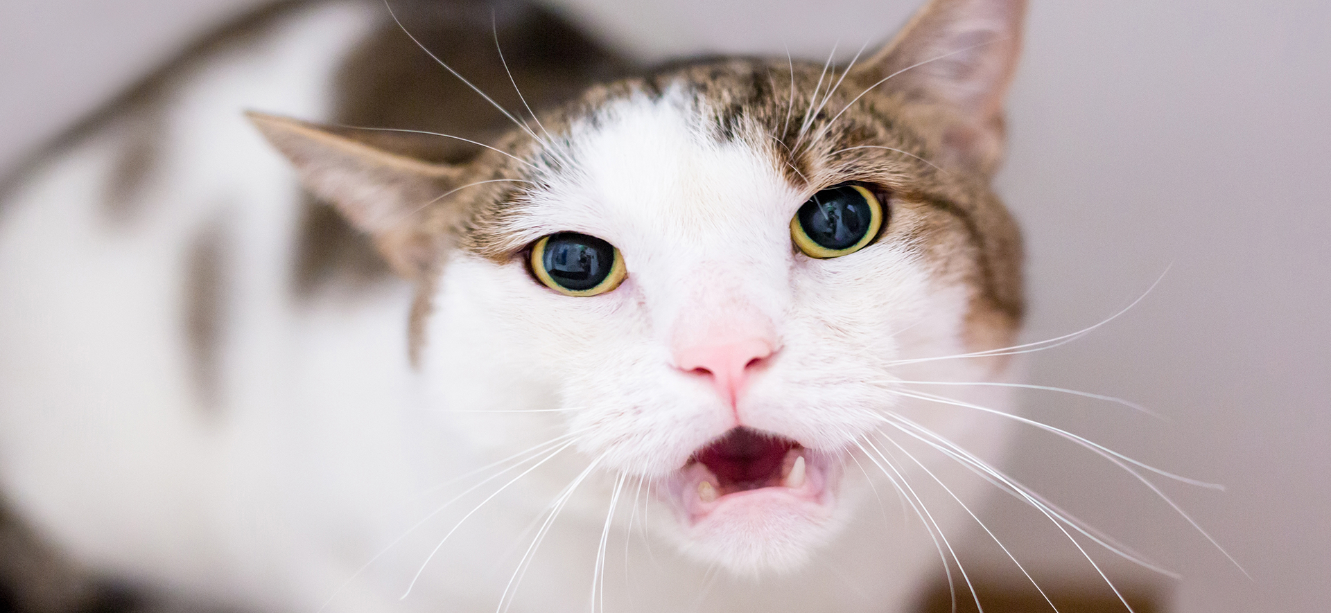 ¿los gatos guardan rencor?